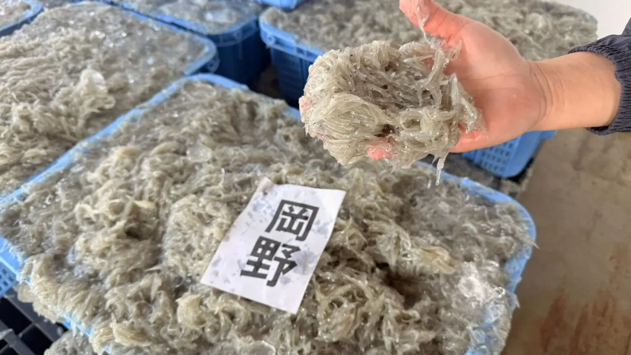 岩屋鮮魚のしらす親子体験のPR TIMES掲載写真。加工場見学の様子。
