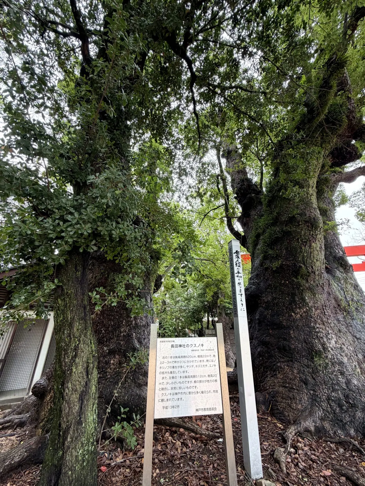 長田神社境内の大木と案内板
