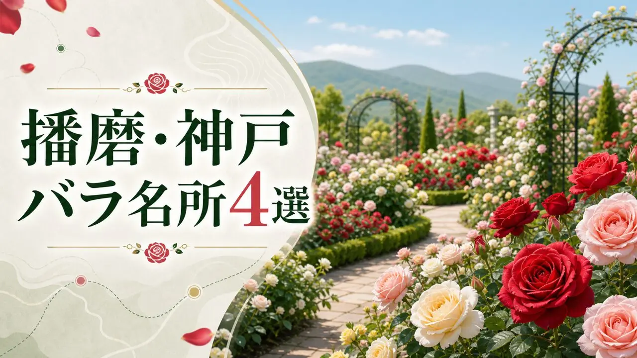播磨・神戸のバラ名所4選を示すイメージビジュアル