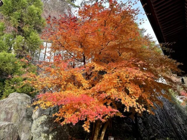 摩耶山天上寺の境内で見た紅葉
