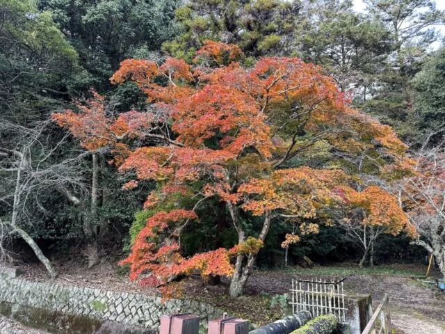 宮島 大聖院 紅葉と大聖院周辺の道