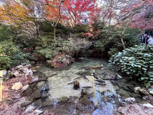 宮島 紅葉谷/ロープウェー前 紅葉谷公園周辺の渓流と橋
