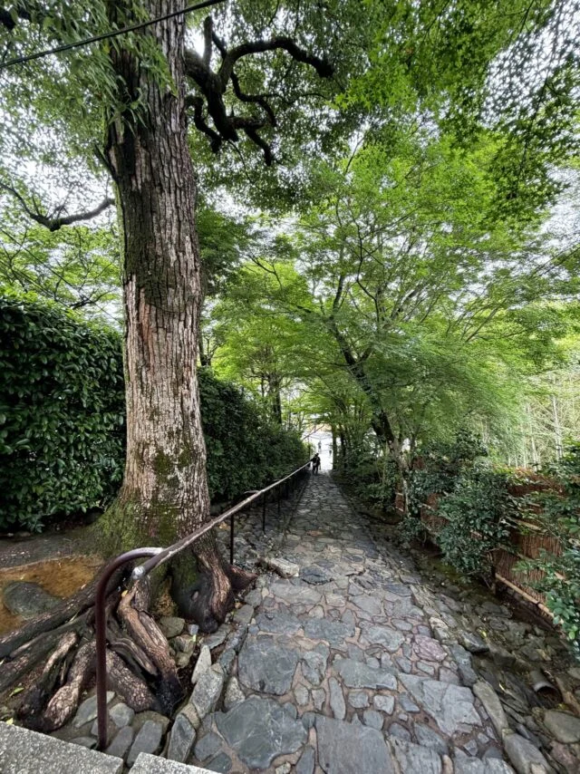 境内の大きな木と石段