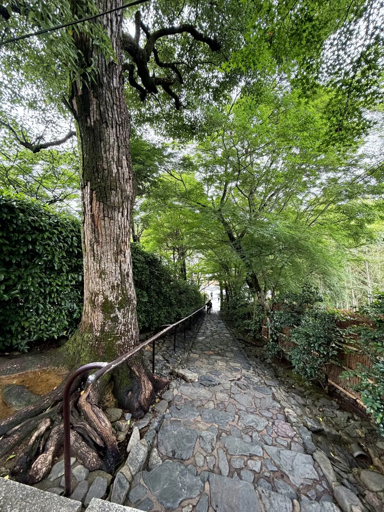 境内の大きな木と石段