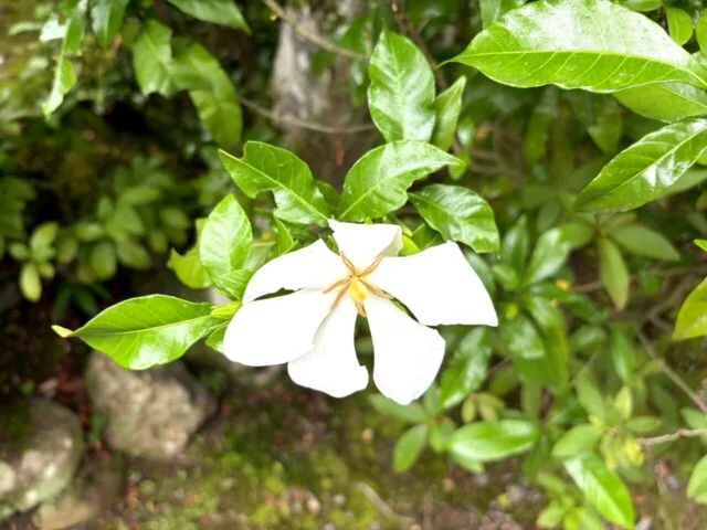境内の白い花