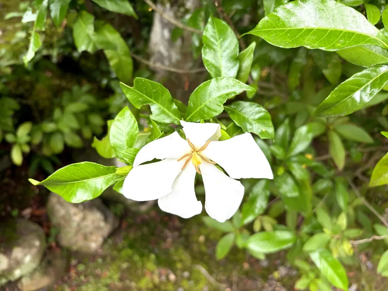 境内の白い花