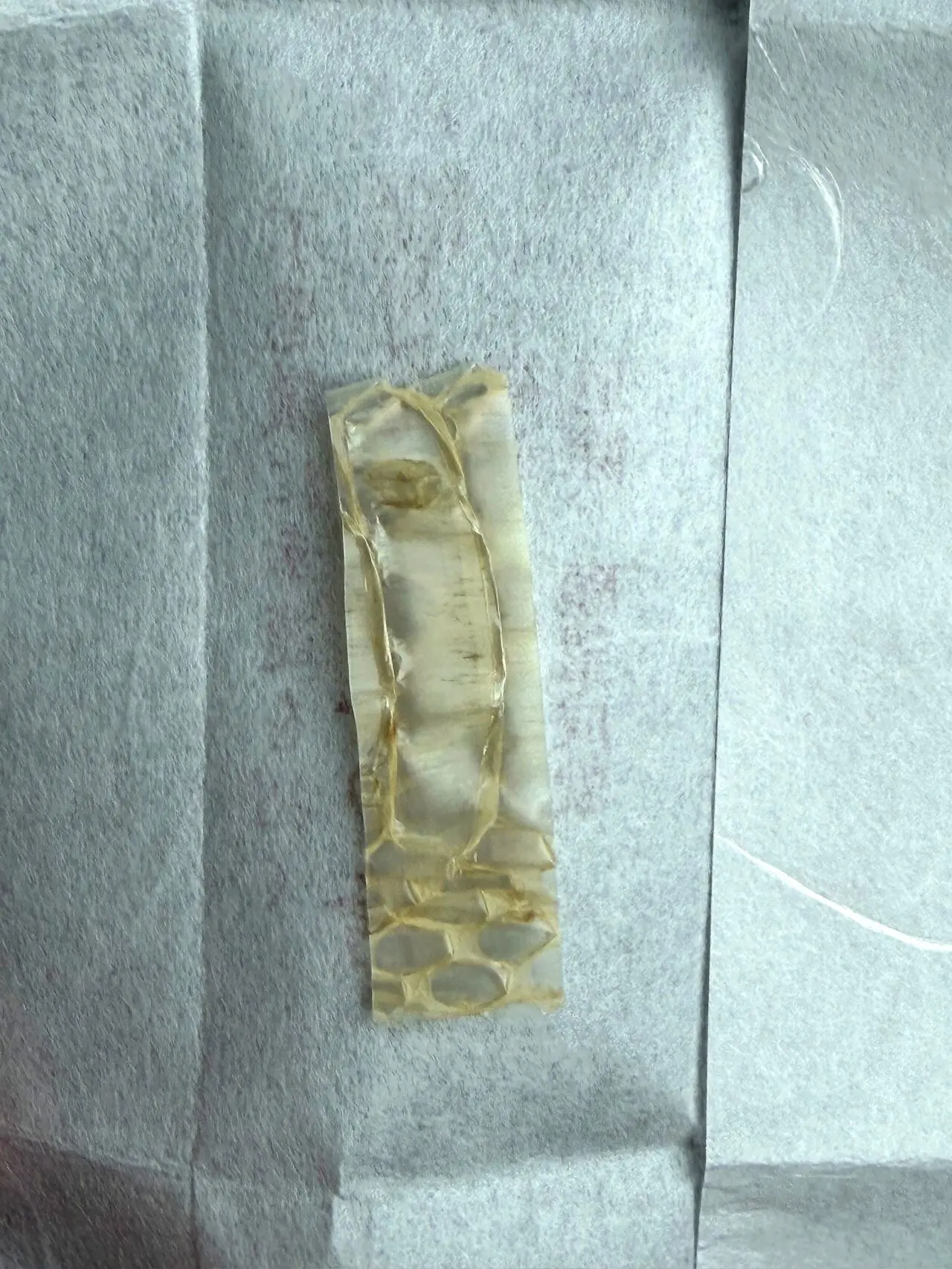 白蛇に関する展示資料