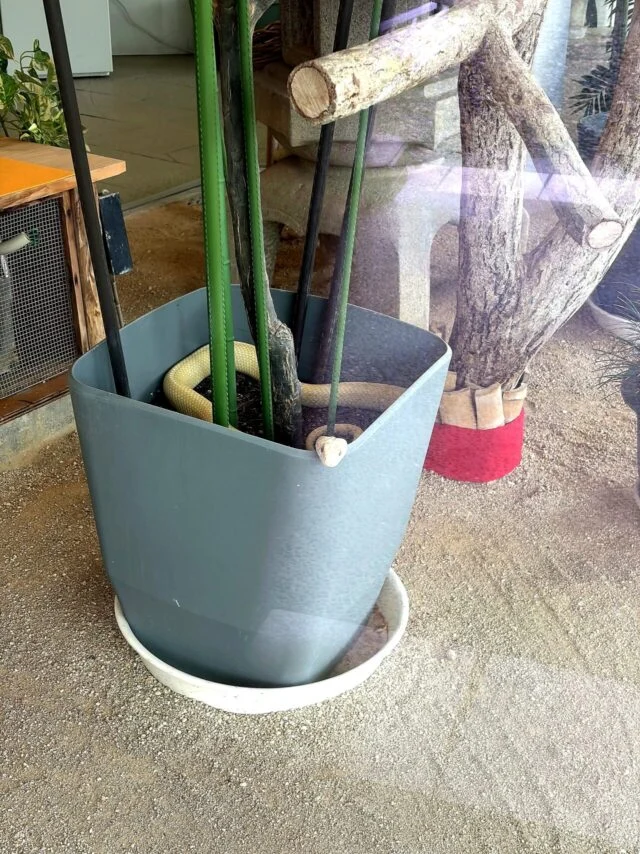 白蛇観覧所の白蛇展示全体