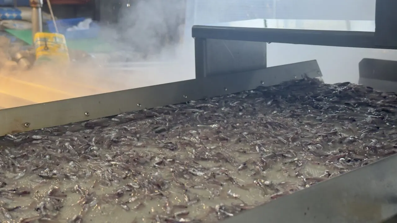 岩屋鮮魚公式プレスリリース掲載のしらす加工工程。ベルトコンベア上のしらすを確認する様子