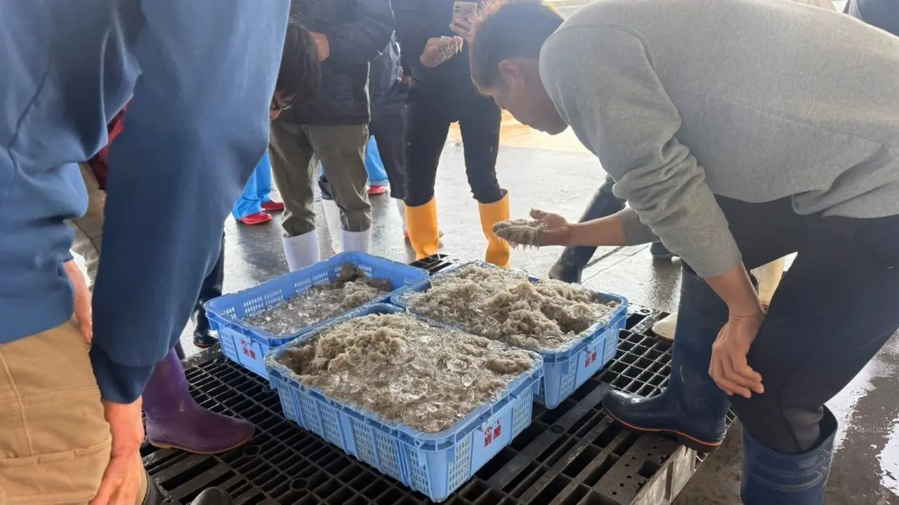 岩屋鮮魚公式プレスリリース掲載のしらす加工場見学イメージ。加工前のしらすを見学する様子