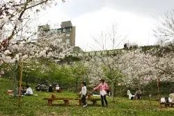 智頭急行公式掲載画像。かみごおりさくら園の桜と広場の様子を確認するための引用画像。