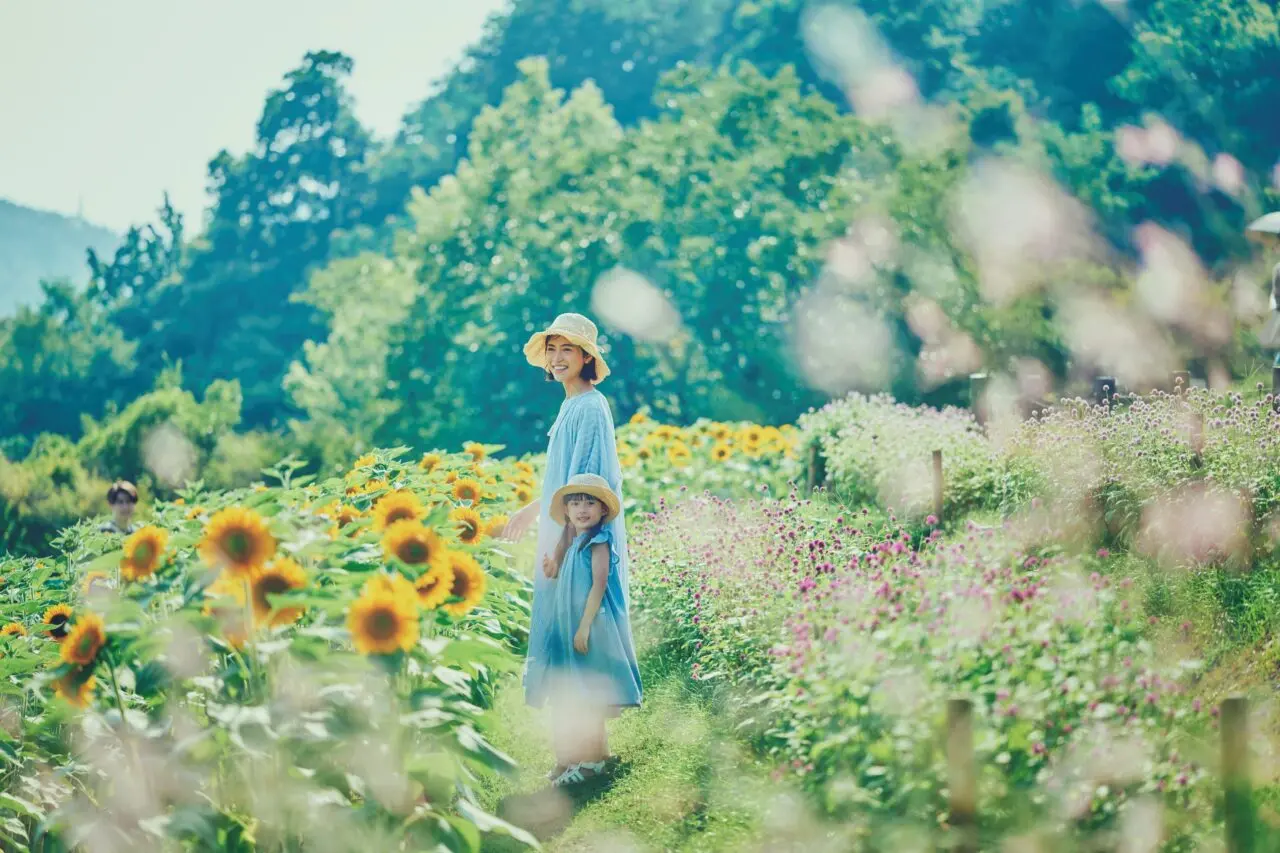 神戸布引ハーブ園の夏の公式掲載写真。ひまわりと夏の花壇を歩く親子の様子。