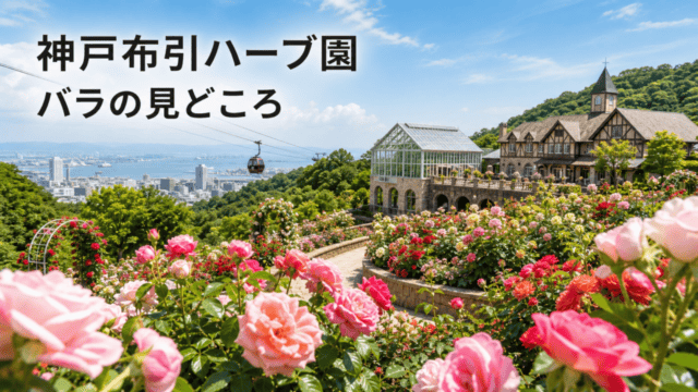 神戸布引ハーブ園のバラ｜見頃・料金・アクセス・ロープウェイを表す比較イラスト