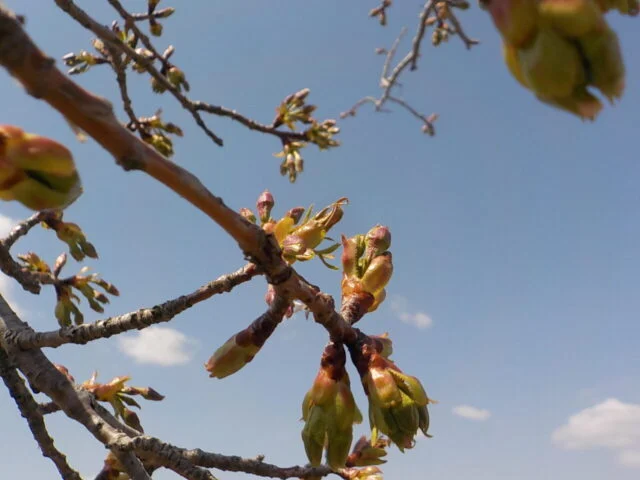 小野市公式掲載画像。おの桜づつみ回廊の大島桜の近景（2025年4月4日）。