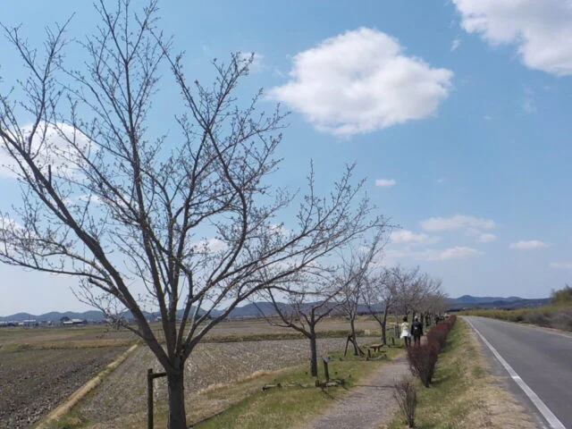 小野市公式掲載画像。おの桜づつみ回廊の大島桜を遠景から見た様子（2025年4月4日）。