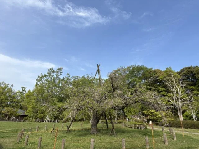 しあわせの村公式掲載画像。日本庭園に咲く桜。
