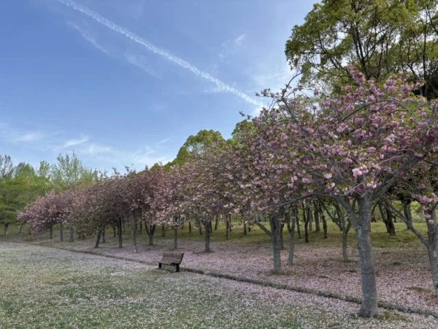 しあわせの村公式掲載画像。芝生広場に咲く桜とベンチ。