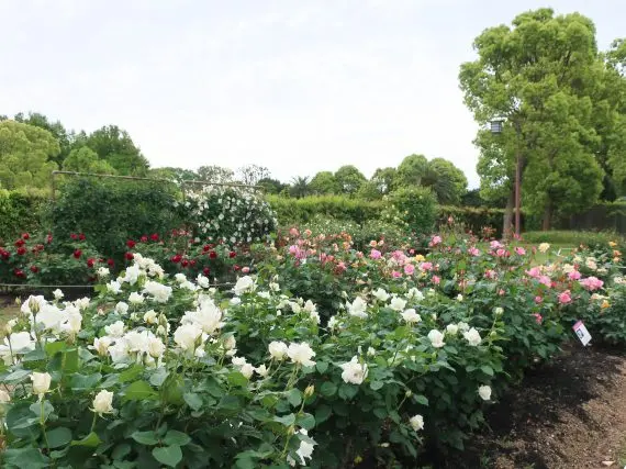 須磨離宮公園の世界殿堂入りバラ園