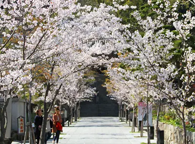 須磨寺公式掲載画像。参道の桜（須磨寺歳時記・春）。