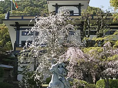 須磨寺公式掲載画像。源平の庭の桜（須磨寺歳時記・春）。