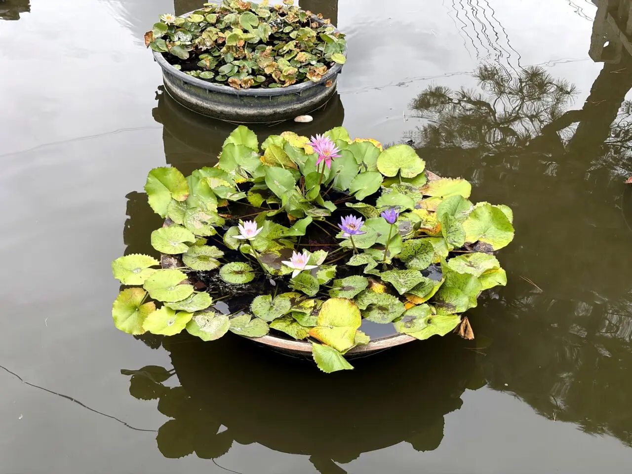 善通寺境内の水面に浮かぶ鉢植えの蓮