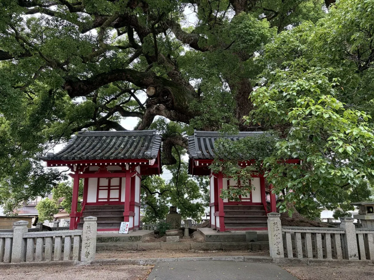善通寺境内の赤い社と大楠