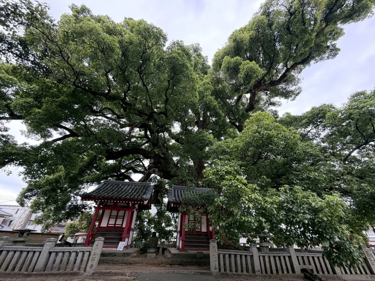 善通寺境内の大楠と赤い社