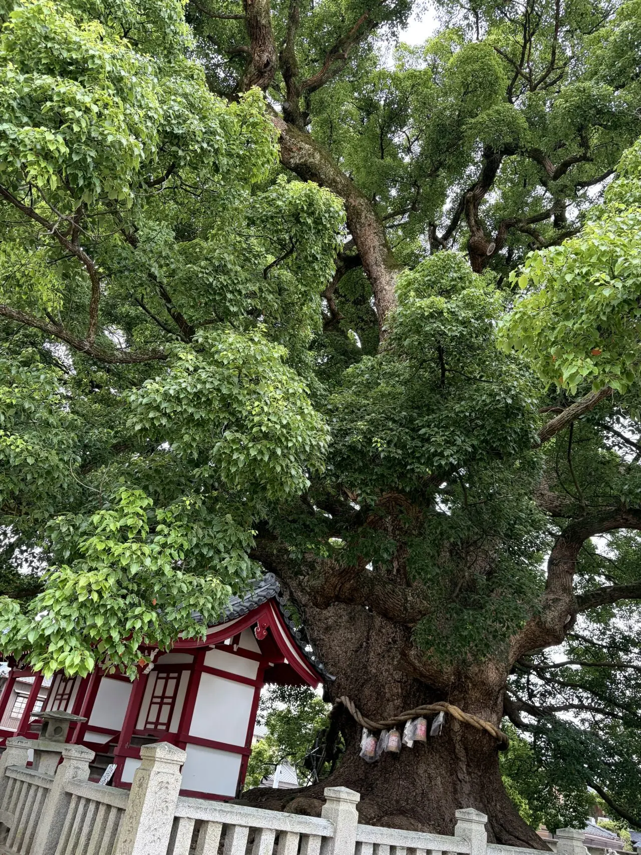 善通寺境内の大楠