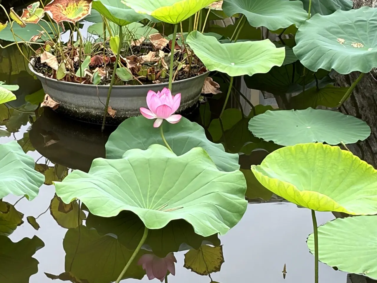 善通寺境内に咲く蓮の花