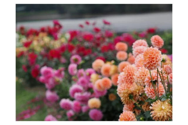 淡いオレンジ色の丸いダリアが並ぶ紹介写真。訪問日の開花状況を示す画像ではない