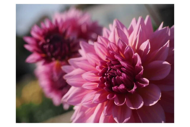 大きなピンク色のダリアの紹介写真。2026年の開花状況を保証する画像ではない