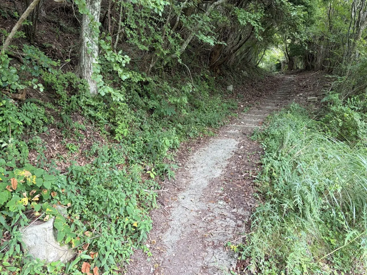 木立の中を進む大川山の登山道