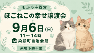 もふもふ西宮 ほごねこの幸せ譲渡会 9月6日11〜14時 染殿町自治会館 来場予約不要 猫はイメージイラスト