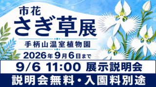 市花さぎ草展、手柄山温室植物園、2026年9月6日まで、9月6日11時展示説明会、説明会無料・入園料別途