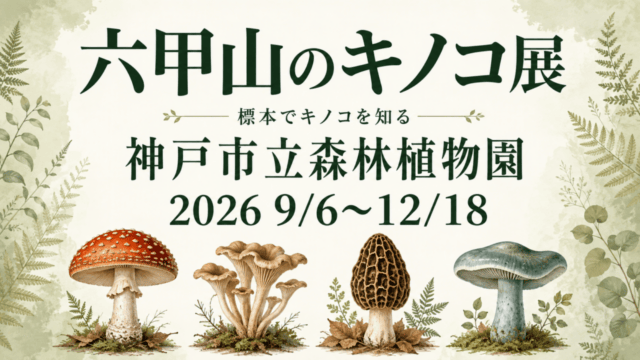 六甲山のキノコ展、神戸市立森林植物園、2026年9月6日から12月18日。キノコのイラスト