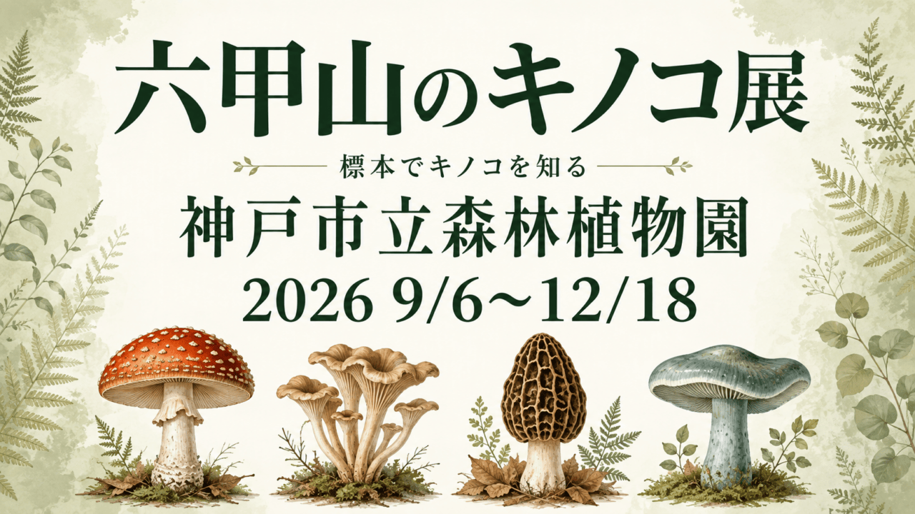 六甲山のキノコ展、神戸市立森林植物園、2026年9月6日から12月18日。キノコのイラスト