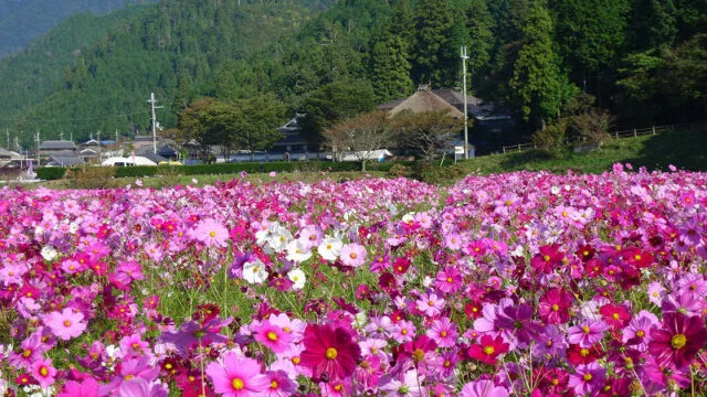 山並みと清住地区の集落を背景に、ピンクや白のコスモスが広がる風景