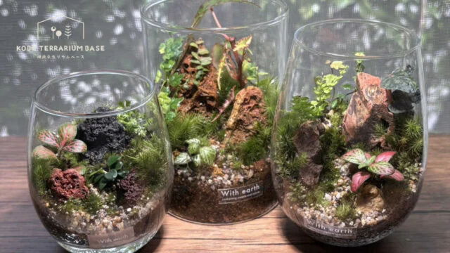 苔と雨林植物を組み合わせた密林テラリウムの作例（With earth）