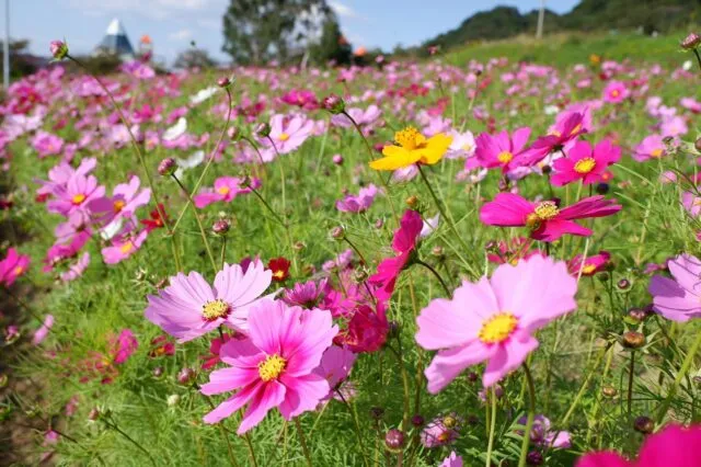 淡路花祭の公式案内に掲載された、パルシェのピンクや白のコスモスの紹介写真