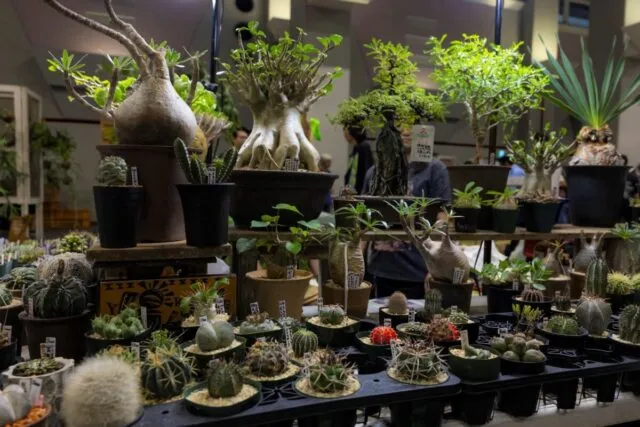 珍奇植物のブースに多肉・塊根植物が並ぶ過去開催の会場（主催者提供）