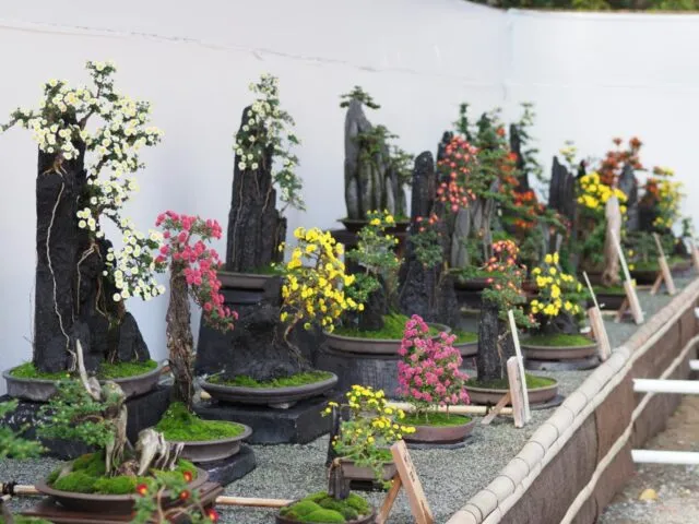 県立フラワーセンターの菊花展覧会の展示。棚に並んだ盆栽菊と大菊の鉢