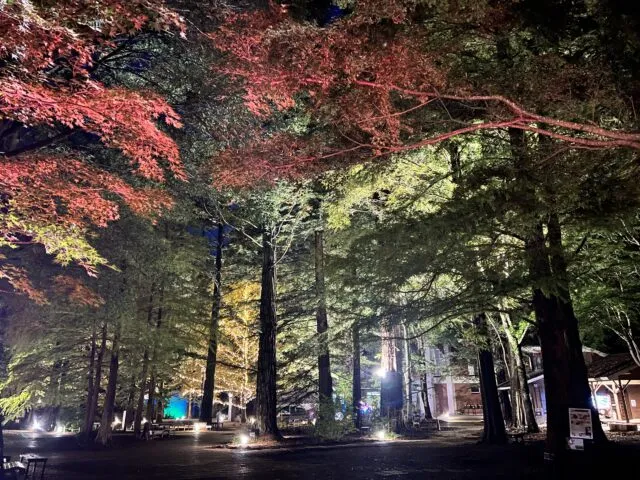 紅葉とライトアップされた森林植物園の夜の園路