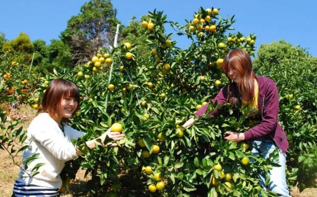 塩屋山みかん園で、緑の葉と黄橙色のみかんの間から収穫する様子