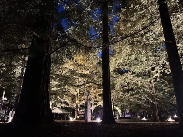 ライトアップされた森林植物園の大木と夜の園内