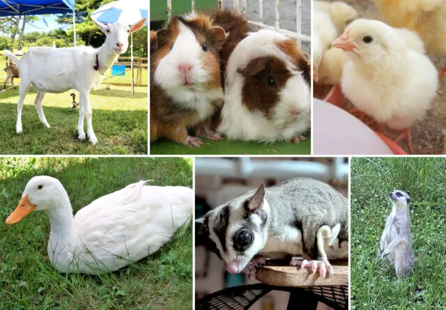 ふれあい動物園に来るモルモット・ヤギ・ヒヨコなどの動物たち