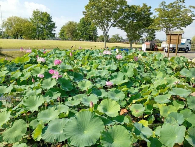 大きな緑の葉より上にピンクの花が見える、市掲載の7月31日時点のハスの写真