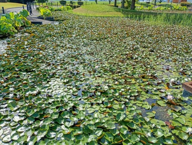 水面を覆う葉の間に白やピンクの花が見える、市掲載の7月31日時点のスイレンの写真