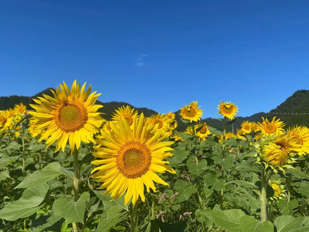 市川町公式、2026年10月3日撮影の奥ひまわり畑。手前の花と山、青空が見える。