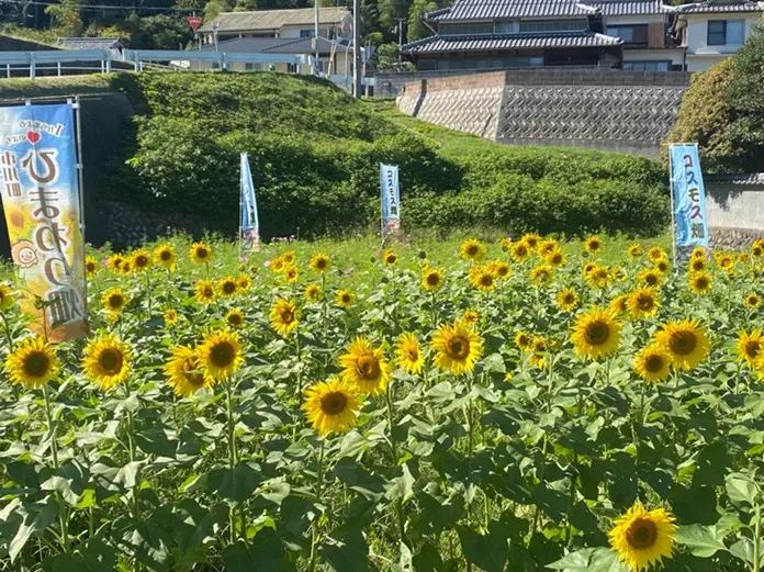 市川町公式、2026年10月8日撮影の瀬加小学校東ひまわり畑。花と集落が見える。