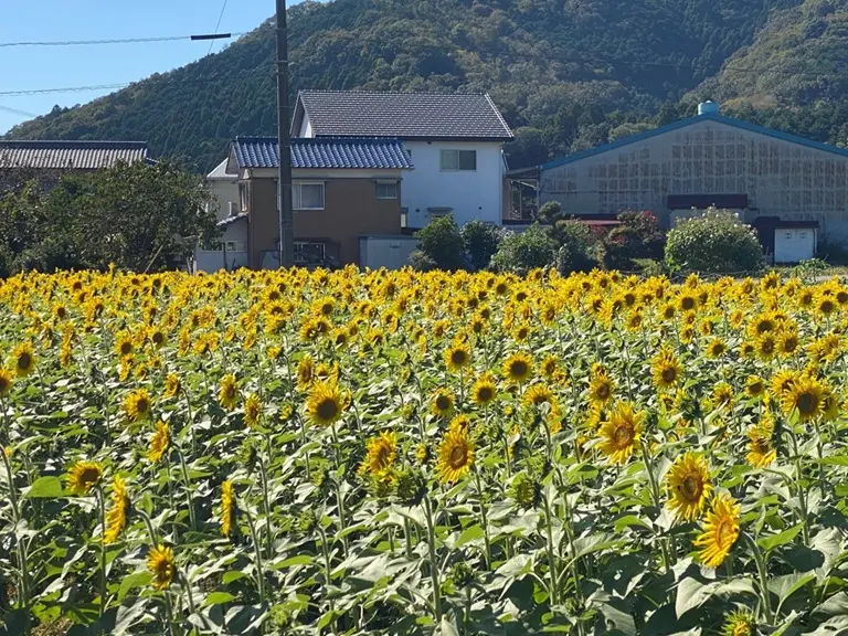 市川町公式、2026年10月8日撮影の上瀬加ひまわり畑。家屋を背景に黄色い花が広がる。